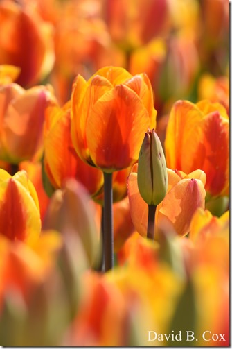 2019 05 08 Blvd BB vs Saugus Surfing 025