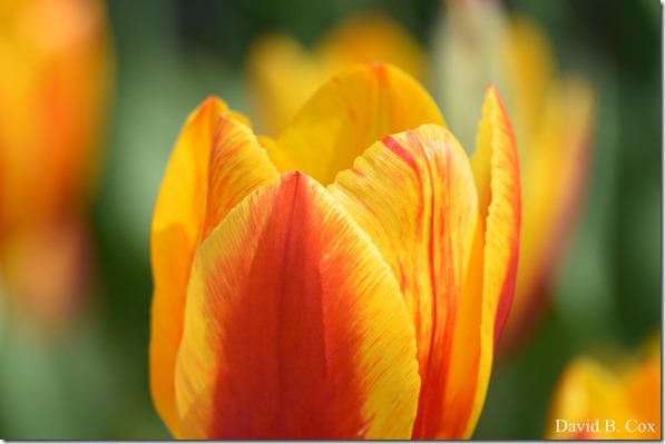 2019 05 08 Blvd BB vs Saugus Surfing 029