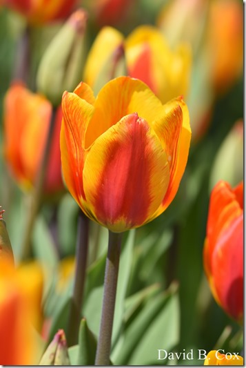 2019 05 08 Blvd BB vs Saugus Surfing 033