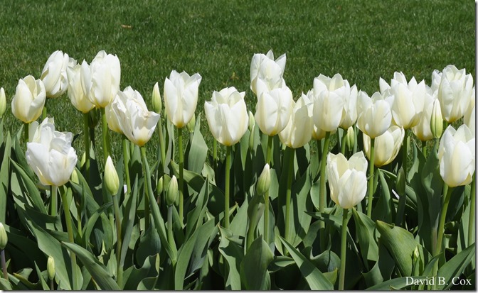 2019 05 08 Blvd BB vs Saugus Surfing 060