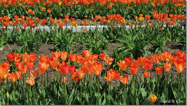 2019 05 15 Very Misc G 5X Cannon 067