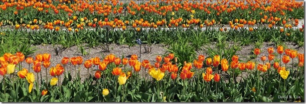 2019 05 15 Very Misc G 5X Cannon 072