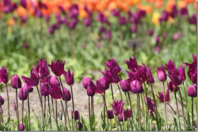 2019 05 17 Blvd City Hall Misc D750 013