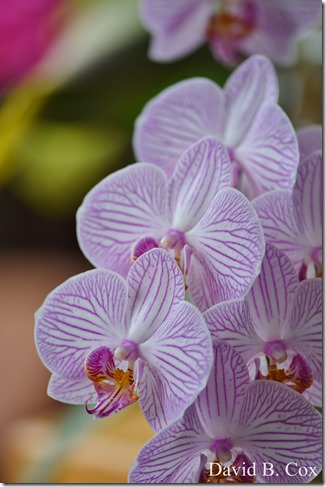 2019 05 17 Blvd City Hall Misc D750 047