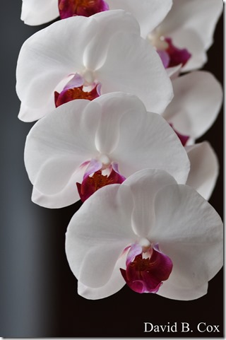 2019 05 17 Blvd City Hall Misc D750 050