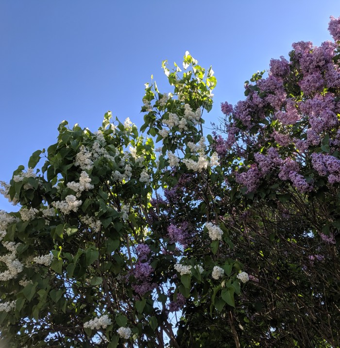 lilacs_20190526_© c ryan