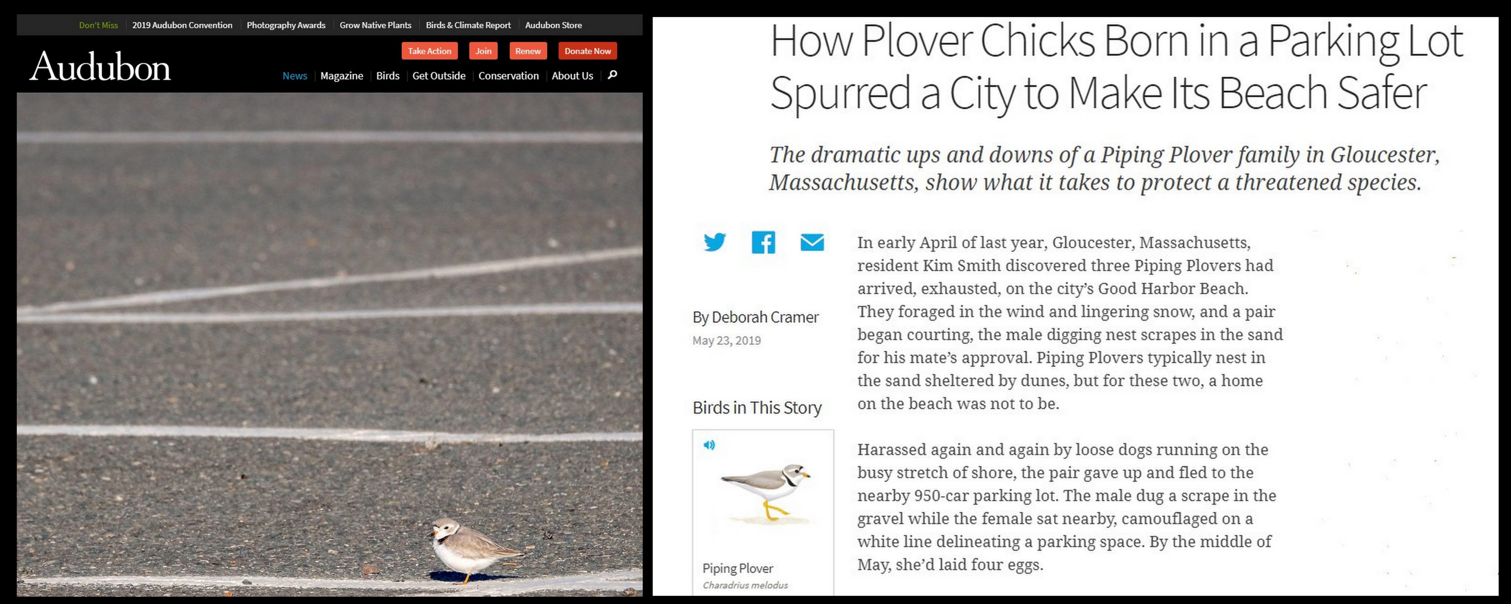national Audubon story Deborah Cramer on Gloucester piping plovers Kim Smith and volunteers published May 23 2019.jpg