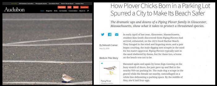 national Audubon  story Deborah Cramer on Gloucester piping plovers Kim Smith and volunteers published May 23 2019.jpg