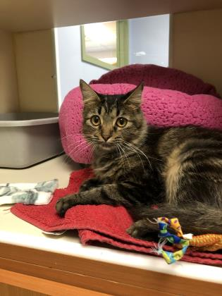 pet of the week lady gaga