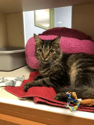 pet of the week lady gaga