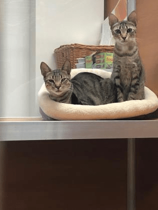 Sonny and Cher 2.png