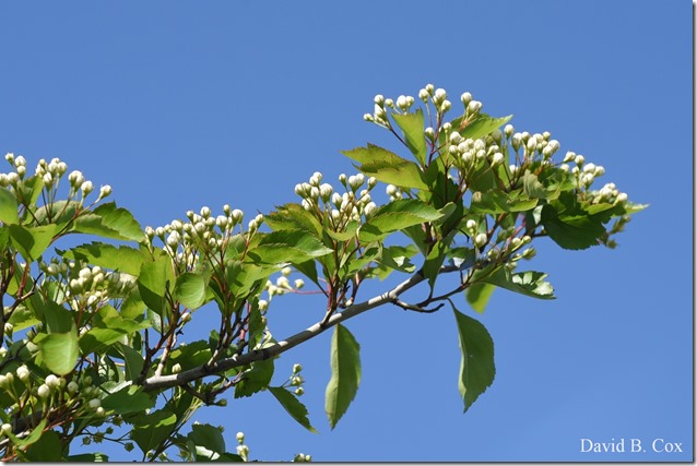 2019 06 08 GHS BB Playoff Deacut& Misc 015