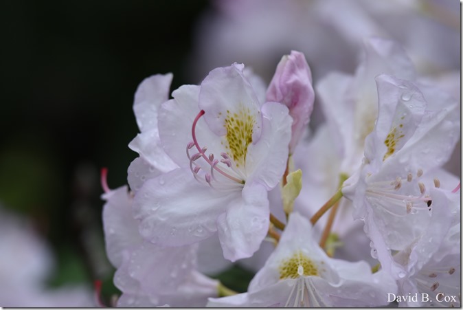 2019 06 08 GHS BB Playoff Deacut& Misc 120