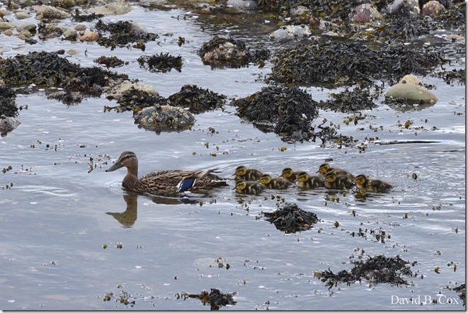 2019 5 24 GHS BB vs Winthrop & Blvd & Misc 021