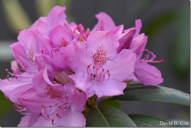 2019 5 29 Yoanna &Strale & Floral 051