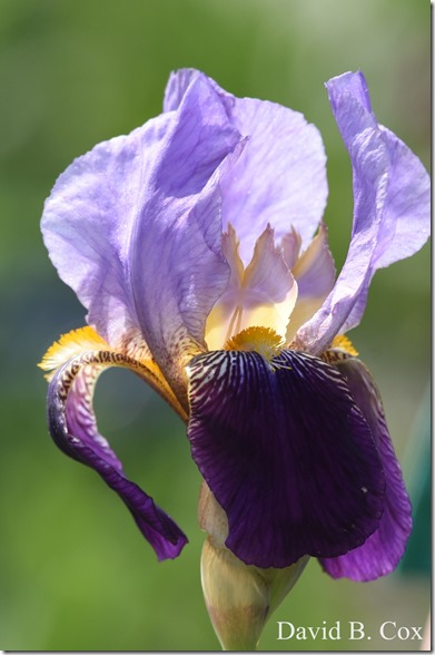 2019 6 01 Tom&Linda Wedding & Misc 008