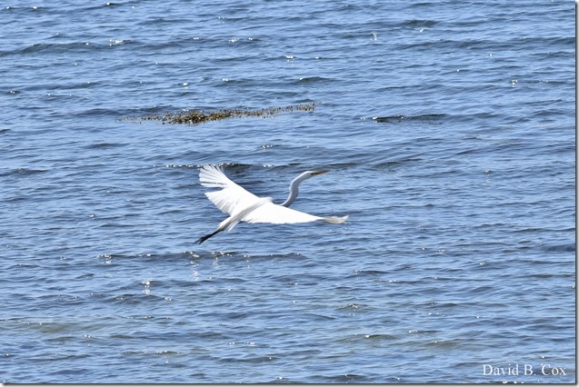 2019 6 12 GHS BB & Softball Playoffs & Misc 004