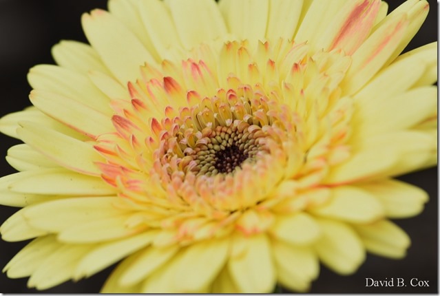 2019 6 22 Very Misc Egrets Beach Clouds etc 047