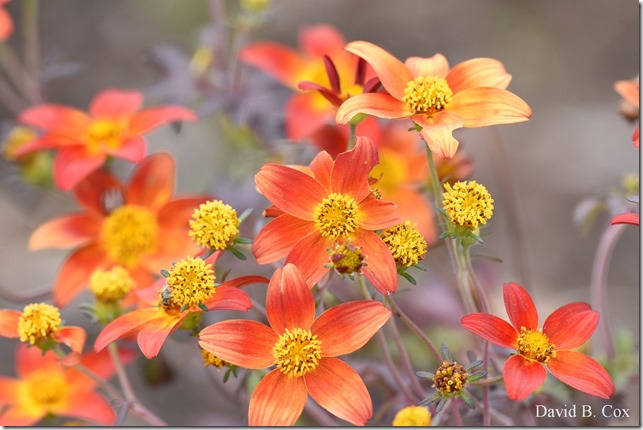 2019 6 22 Very Misc Egrets Beach Clouds etc 049