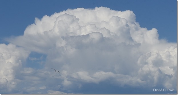 2019 6 22 Very Misc Egrets Beach Clouds etc 206