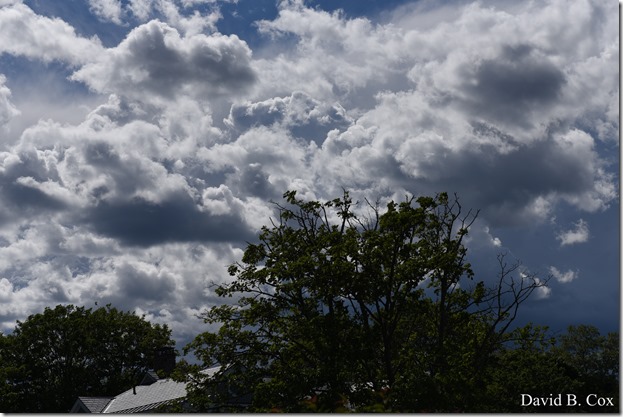 2019 6 22 Very Misc Egrets Beach Clouds etc 235