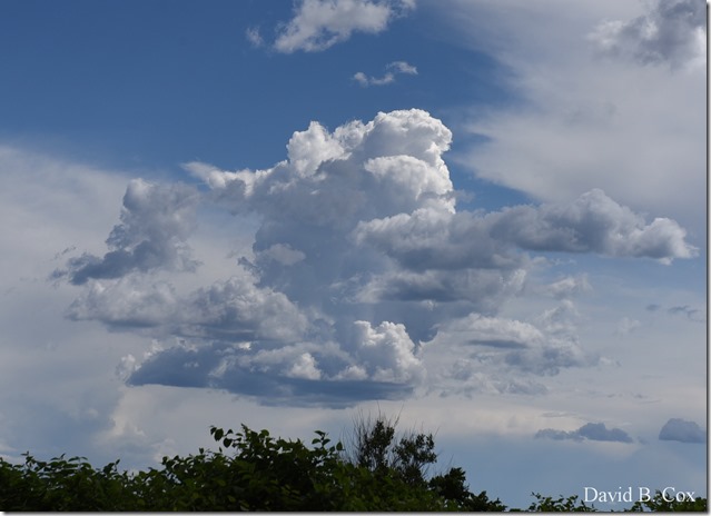 2019 6 22 Very Misc Egrets Beach Clouds etc 247
