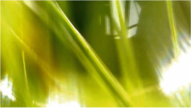 grass.jpeg