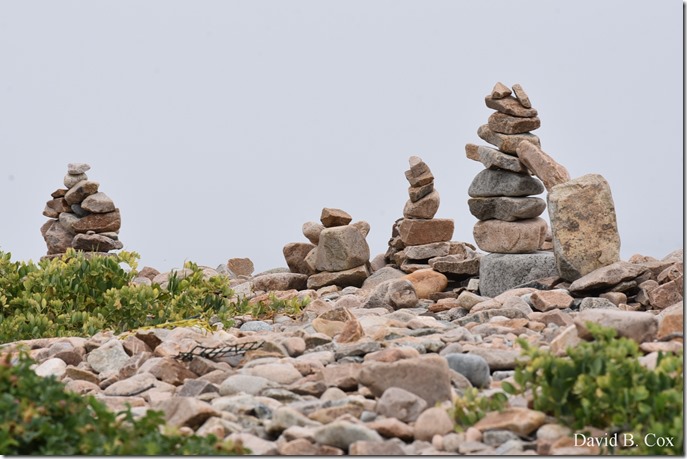 2019 7 12 Gen Garden Tour & Misc Bk Shore 122