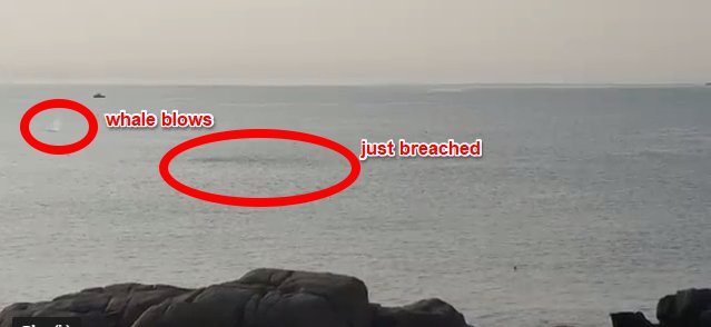 slick after breach or bubbles_whale blow distant right side frame_Gloucester MA.jpg