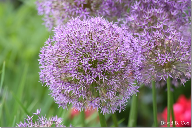 20019 6 28 Fiesta Thurs & Fog 046