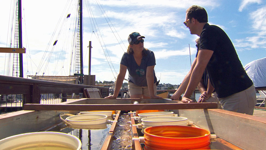 IHHGloucesterOysters