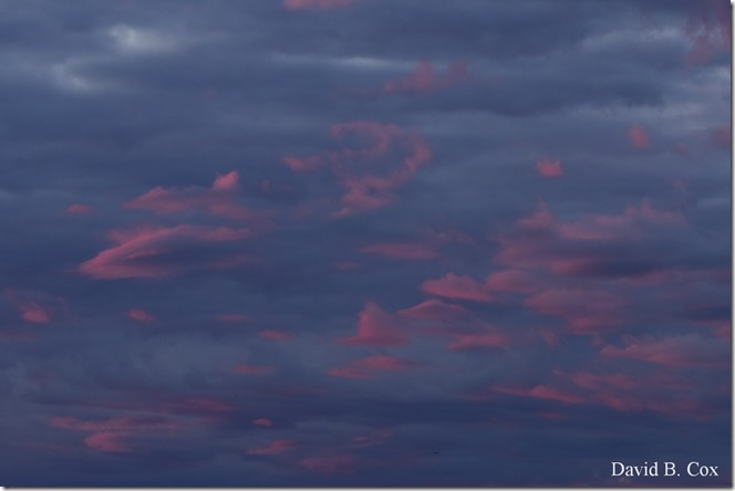 2019 9 18 Monarchs & Blvd Flowers&Scooners 030