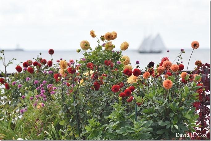 2019 9 18 Monarchs & Blvd Flowers&Scooners 044