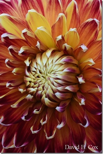 2019 9 23 Surf-Surfers-Effects-Blvd-Monarchs 094