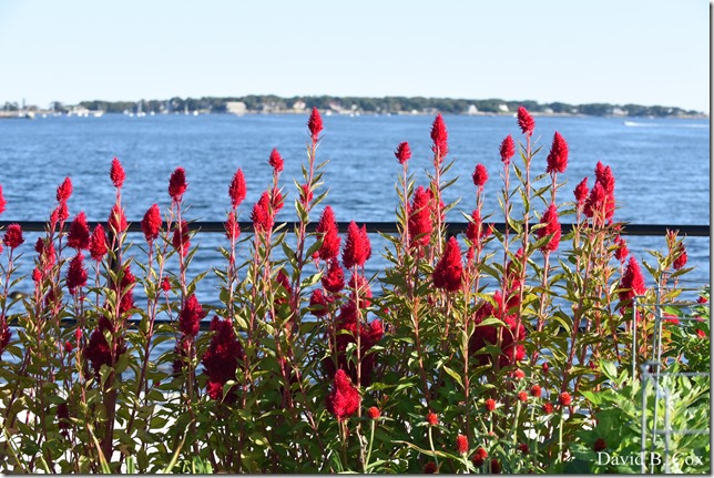 2019 9 26 Misc Blvd Effects 015