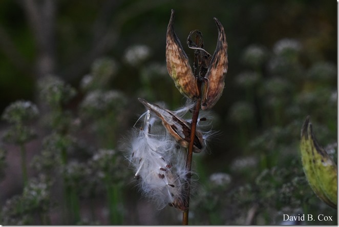 2019 9 26 Misc Blvd Effects 067