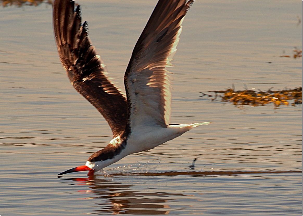Black Skimmers