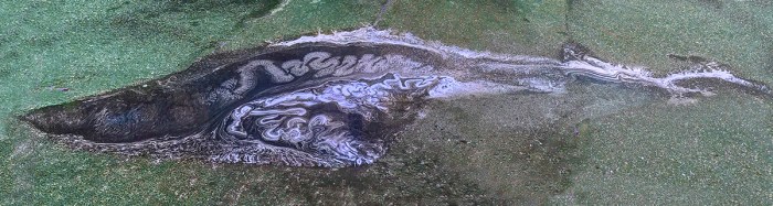 PollenCreature-1200px