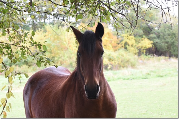 2019 10 16 Misl & Rkpt Farm & Pond 044