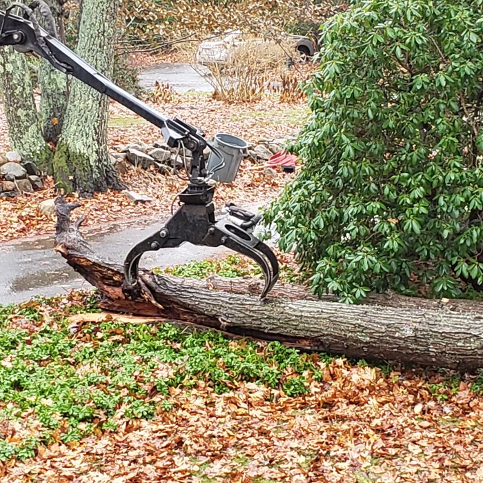 Tree work – Good Morning Gloucester