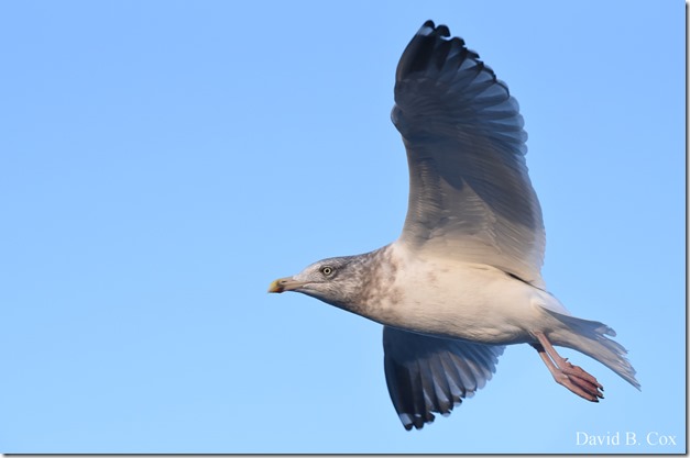 2019 12 18 GHS Girls Hoop & MISC 002