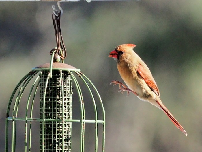 P1220915_Mrs. Cardinal arrives ahead of schedule.jpg