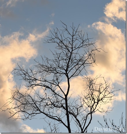 2020 3 14 A Day Wandering 075