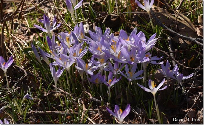 2020 3 14 A Day Wandering 107