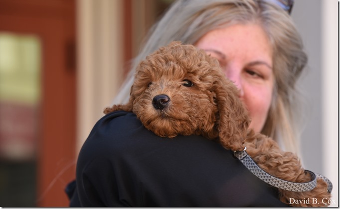 2020 3 18 Archie at 10 weeks 007