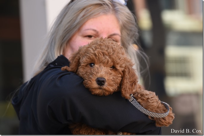 2020 3 18 Archie at 10 weeks 009