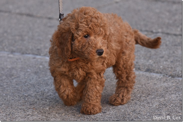 2020 3 18 Archie at 10 weeks 014