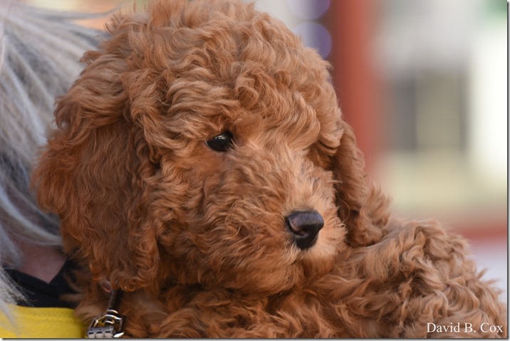 2020 3 18 Archie at 10 weeks 016