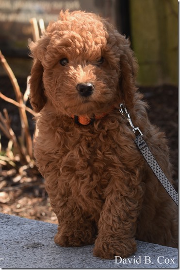 2020 3 18 Archie at 10 weeks 025