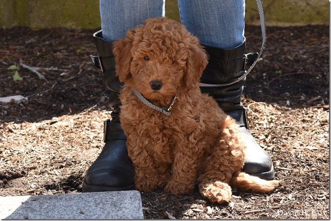 2020 3 18 Archie at 10 weeks 032